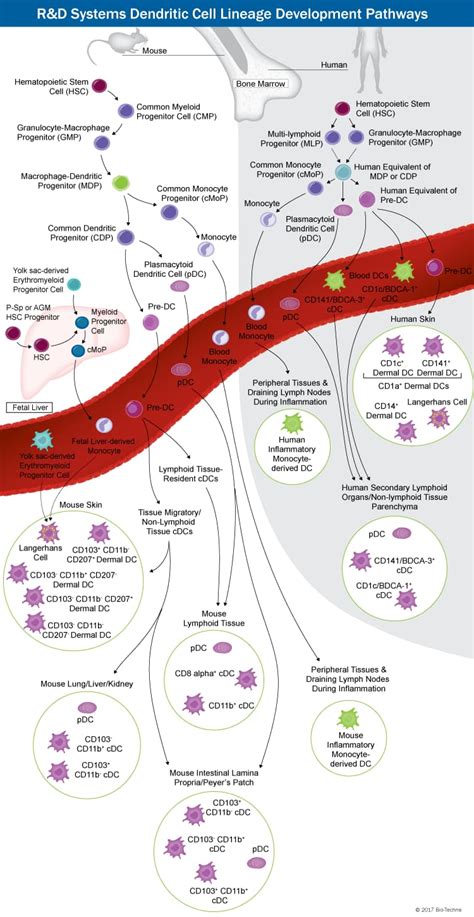 Dendritic Cells Developmental Lineage Pathway