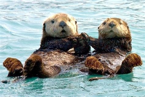 Pacific Sea Otter – "OCEAN TREASURES" Memorial Library