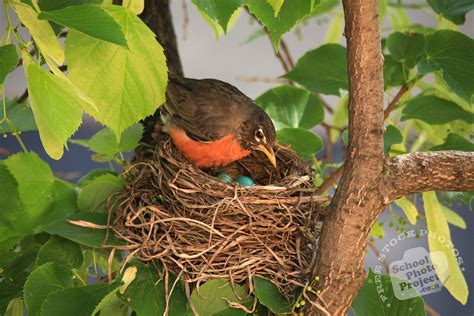 Robin Bird, FREE Stock Photo: Robin in Her Nest Royalty-Free Animal Stock Image