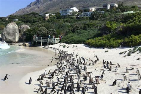 Boulders-Beach | Beach Travel Destinations