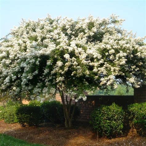 Natchez Crepe Myrtle | LA Landscape Supply