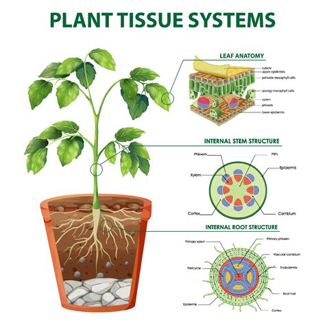 Diagram showing Plant Tissue Systems 1993052 Vector Art at Vecteezy