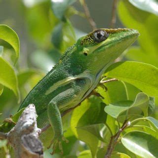 Knight Anole Facts and Pictures