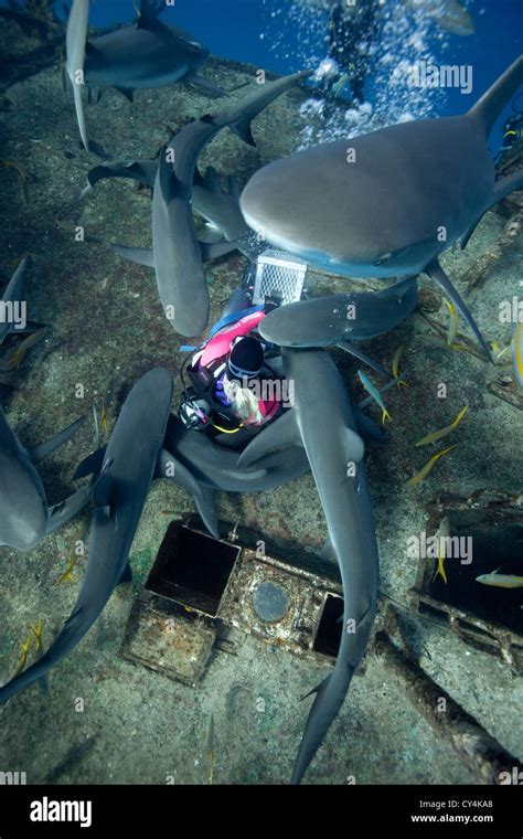 Scuba diver surrounded by mass of reef sharks Stock Photo - Alamy