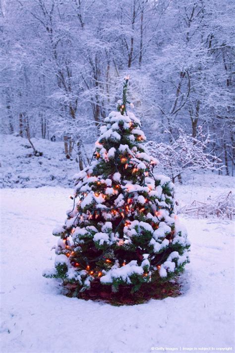 #Christmas tree with fairy lights outside in snow | Outdoor christmas tree, Outdoor christmas ...