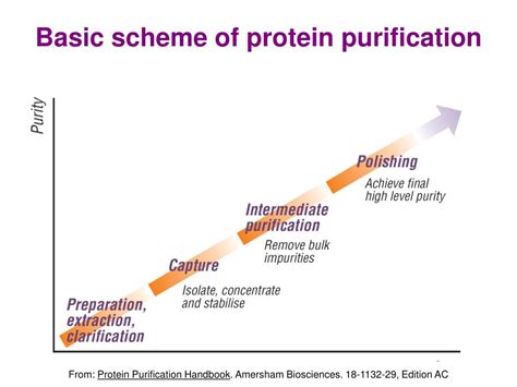 PPT - Methods of Protein Purification PowerPoint Presentation, free ...