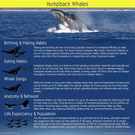 Humpback Whales in Hawaii | Maui Kayak Adventures