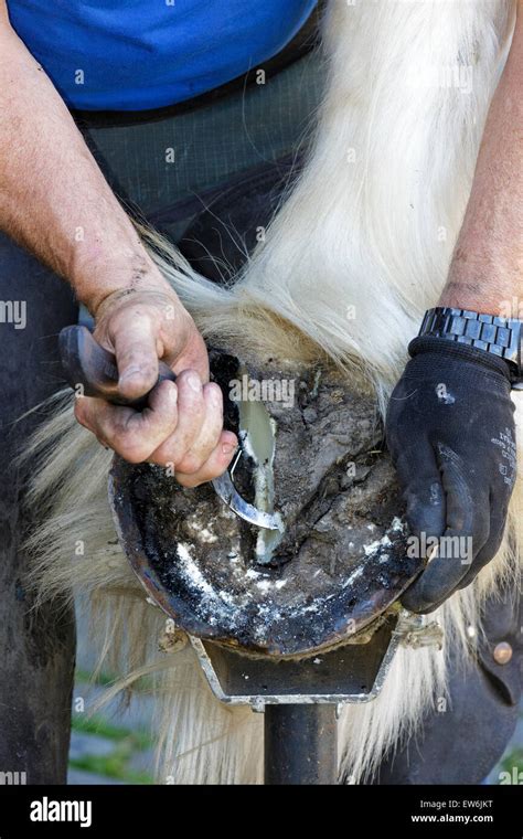 Farrier trimming the "frog" part of a Clydesdale Horse hoof before ...