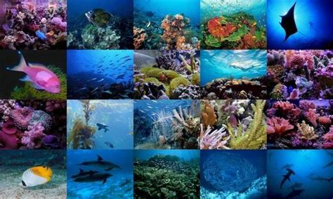 1000+ images about Ocean life on Pinterest | Swim, Whale sharks and Underwater