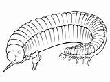 Enchanting Millipede Artwork  Coloring Page sketch template
