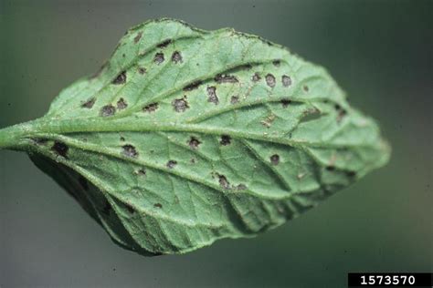 bacterial speck of tomato (Pseudomonas syringae pv. tomato (Okabe 1933 ...