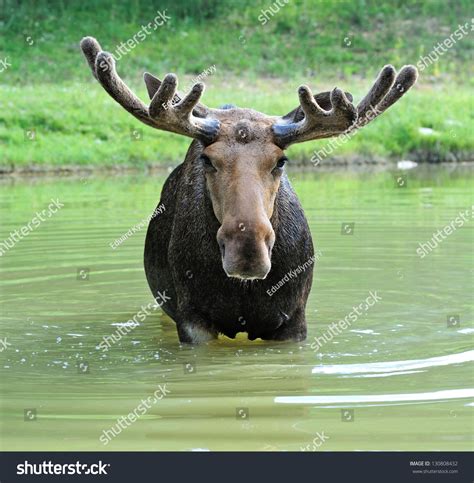 Moose In Their Natural Habitat Stock Photo 130808432 : Shutterstock