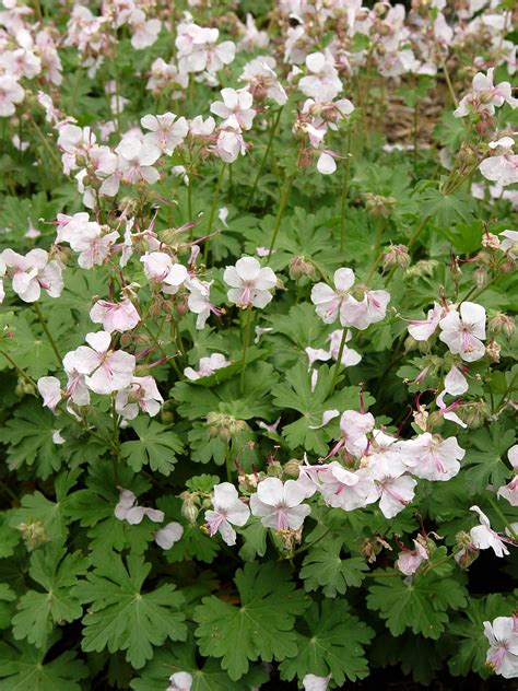 Geranium cantabrigiense 'Biokovo' - Maréchal | Overblijvende planten ...