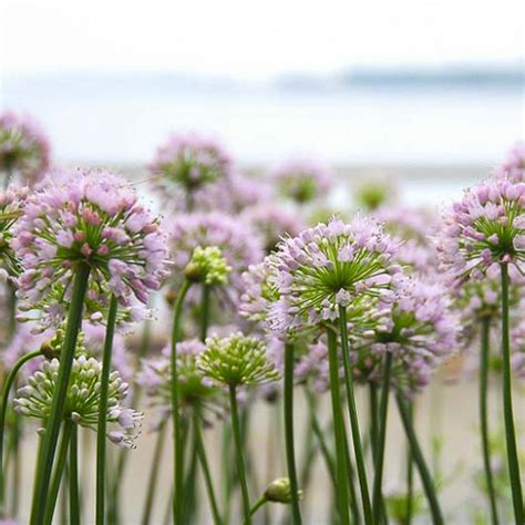 Allium x 'Summer Beauty' ⋆ Imagine IGL