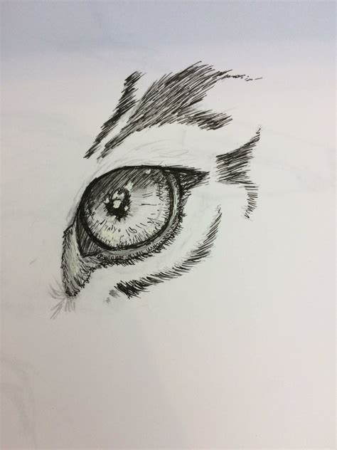 Tiger Eye Drawings