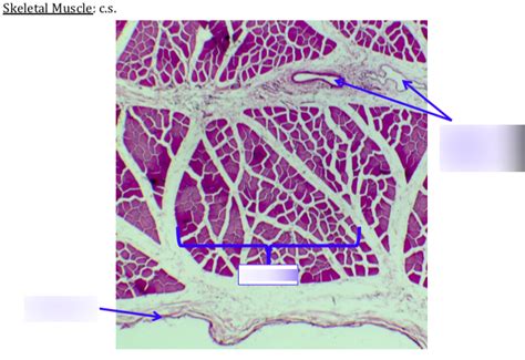 Cross section of perimysium, epimysium & blood vessels Diagram | Quizlet