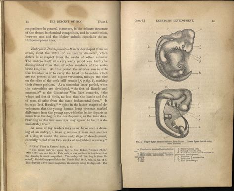 Evolution of Darwin - Marriott Library - The University of Utah