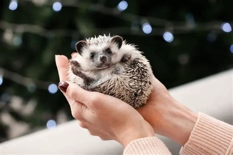 Are Hedgehog Spines Sharp? (What Do They Feel Like To Hold) - Hedgehog Registry