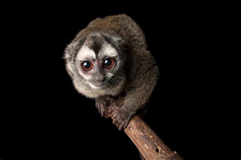 ANI040-00537 - Joel Sartore