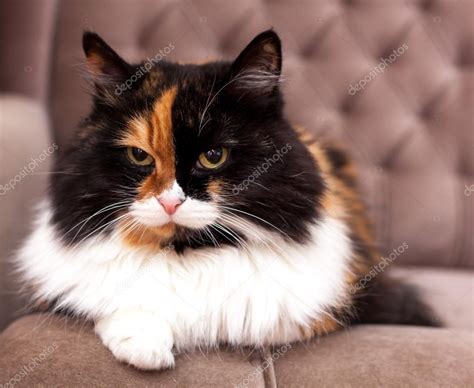 Beautiful tricolor cat — Stock Photo © OlezzoSimona #38192503