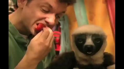 My Favorite Scene from Zoboomafoo: Bears - YouTube