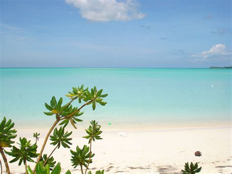 the beach is clear and blue with some green plants on it's shore line