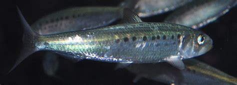 Virginia Tech Ichthyology Class : Specialized Hearing in the Pacific Herring, by Jeff Abersold