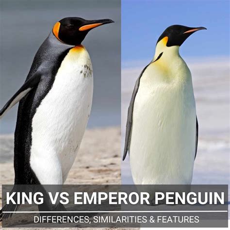 Emperor Penguin Pictures