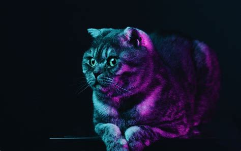 Neon Animal Wallpapers - Wallpaper Cave