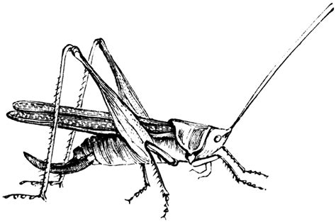 Free Black And White Grasshopper, Download Free Black And White Grasshopper png images, Free ...