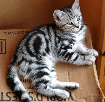 adorable silver tabbies kitten with bullseye stripe pattern | OMG ... | Grey tabby cats, Cats ...