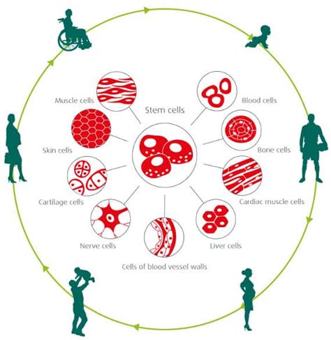 Umbilical cord blood: precaution for a whole life » Vita 34