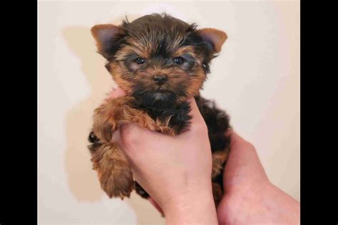 Razos Schnauzers & Yorkies - Yorkshire Terrier Puppies For Sale - Born on 06/05/2020