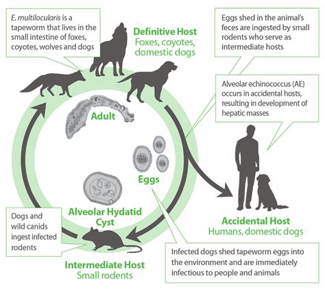 Life Cycle Of Tapeworms In Cats