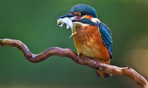 Kingfisher Facts | Belted Kingfisher Facts | DK Find Out
