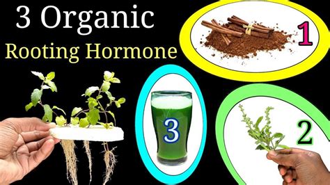 Diy Root Growth Hormone / HOMEMADE GROWTH HORMONE FOR PLANT ROOTS ...