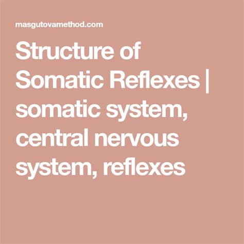 Structure of Somatic Reflexes | somatic system, central nervous system ...