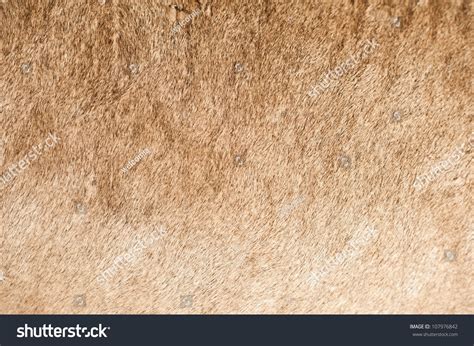 African Lion Coat Closeup - Lion Fur Closeup. Real Photo. - 107976842 ...