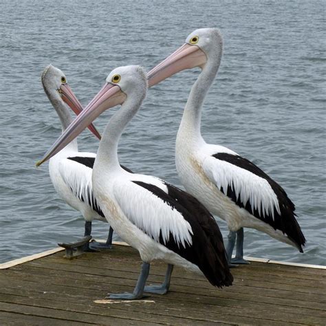 5 Interesting Facts About Pelicans | Birds | Images