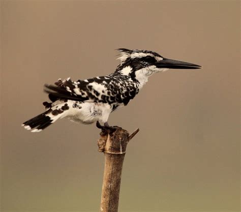 Pied Kingfisher Photo - PixaHive