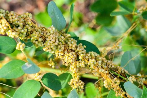 The parasitic plant Cuscuta sets up barriers to some minerals when ...