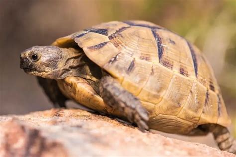 10 Best Pet Tortoise Breeds for Beginners - Everything Reptiles