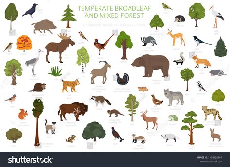 Temperate Broadleaf Forest Mixed Forest Biome Stock Vector (Royalty ...