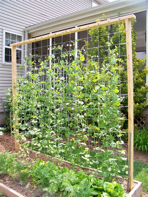 Our 'snap' pea trellis... ~7 ft | Diy garden trellis, Vegetable garden ...