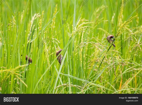 Birds Eat Rice Fields Output Image & Photo | Bigstock