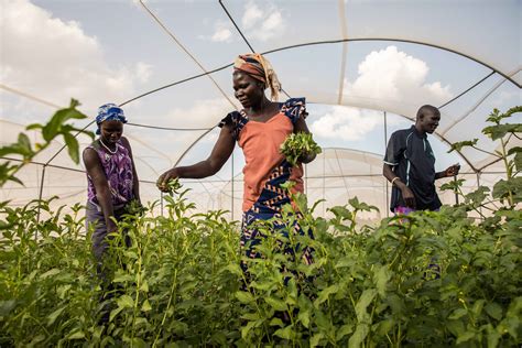 UNSDG | Towards Sustainable Food Systems: How to feed, not deplete the world