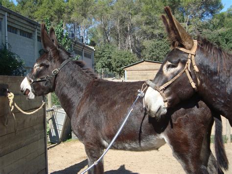 CATALONIAN DONKEYS' REPRODUCTION AT AUTONOMOUS UNIVERSITY OF BARCELONA | Make your passion be ...