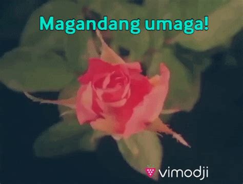 Magandang Umaga GIF by Vimodji - Find & Share on GIPHY