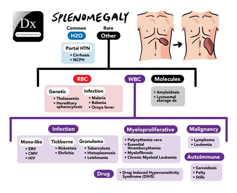 Josh Inglis on Twitter: "73M presents with a LUQ abdominal mass gradually enlarging over the ...