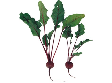 Beet PNG Transparent Image - Freepngdesign.com